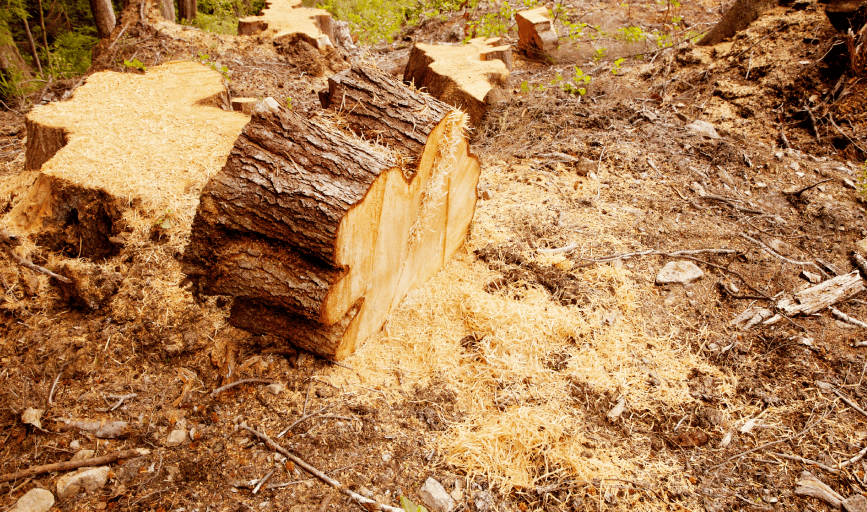 Stump Grinding